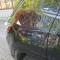 preview Jeep Compass #4