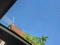 preview Skoda Scala #5