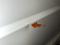 preview Renault Trafic #5