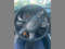 preview Audi A6 #5