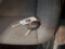 preview Renault Clio #5